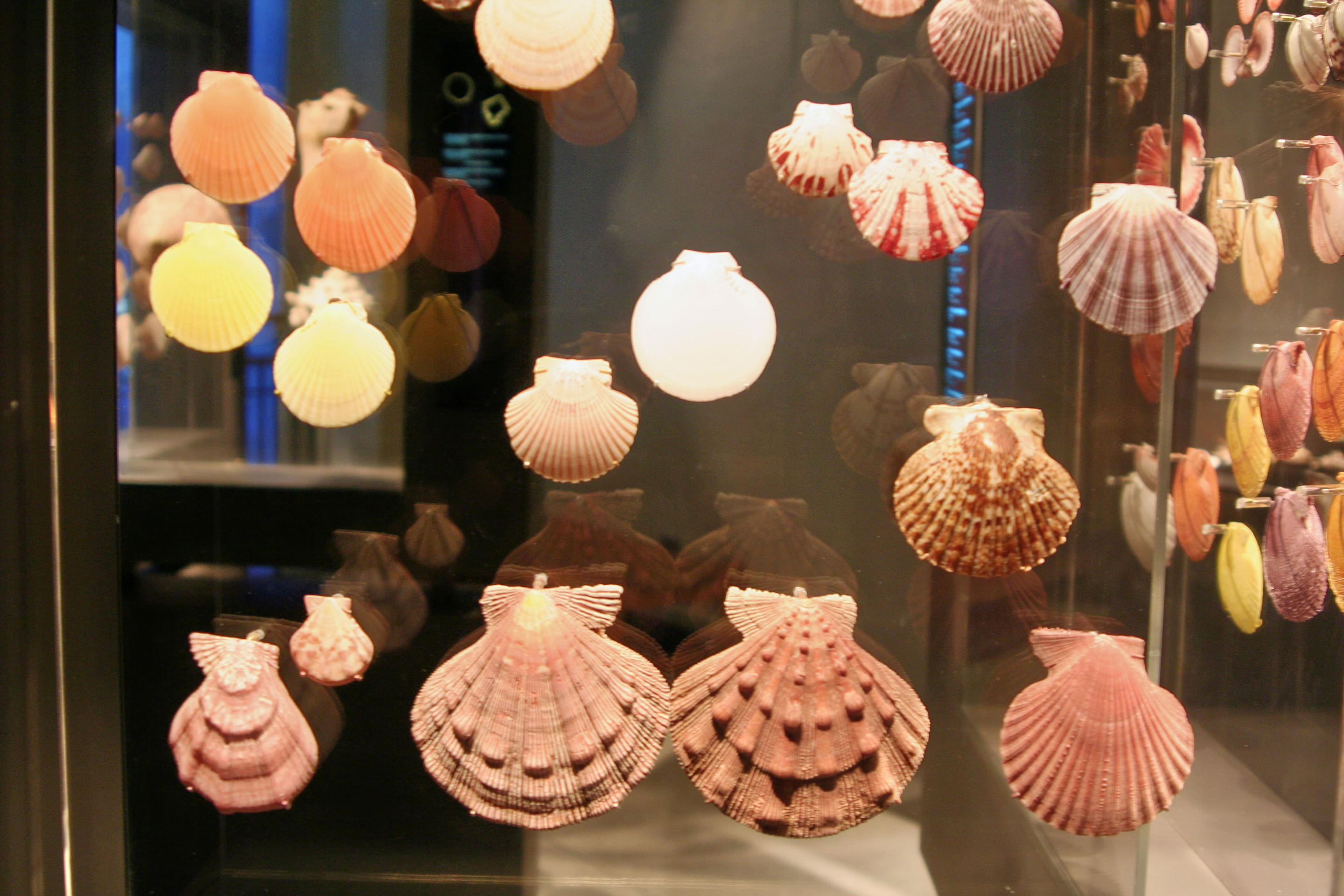 Phuket Seashell Museum Overview