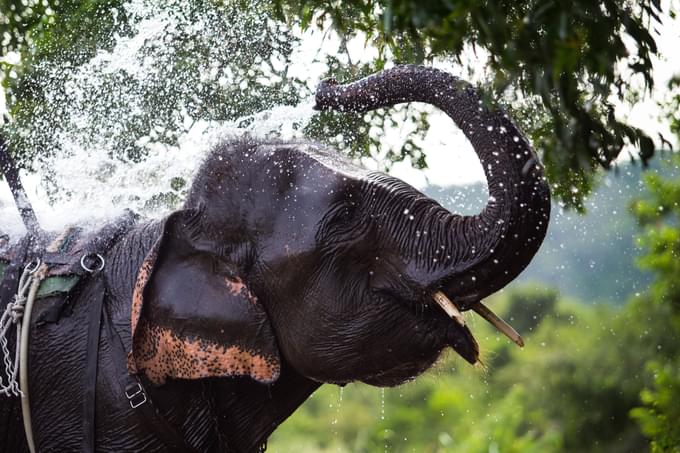 Elephant Sanctuaries in Chiang Mai