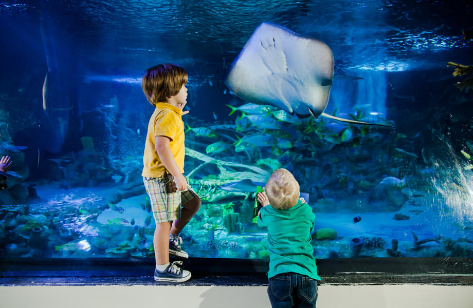 Your little ones will love watching a range of marine creatures