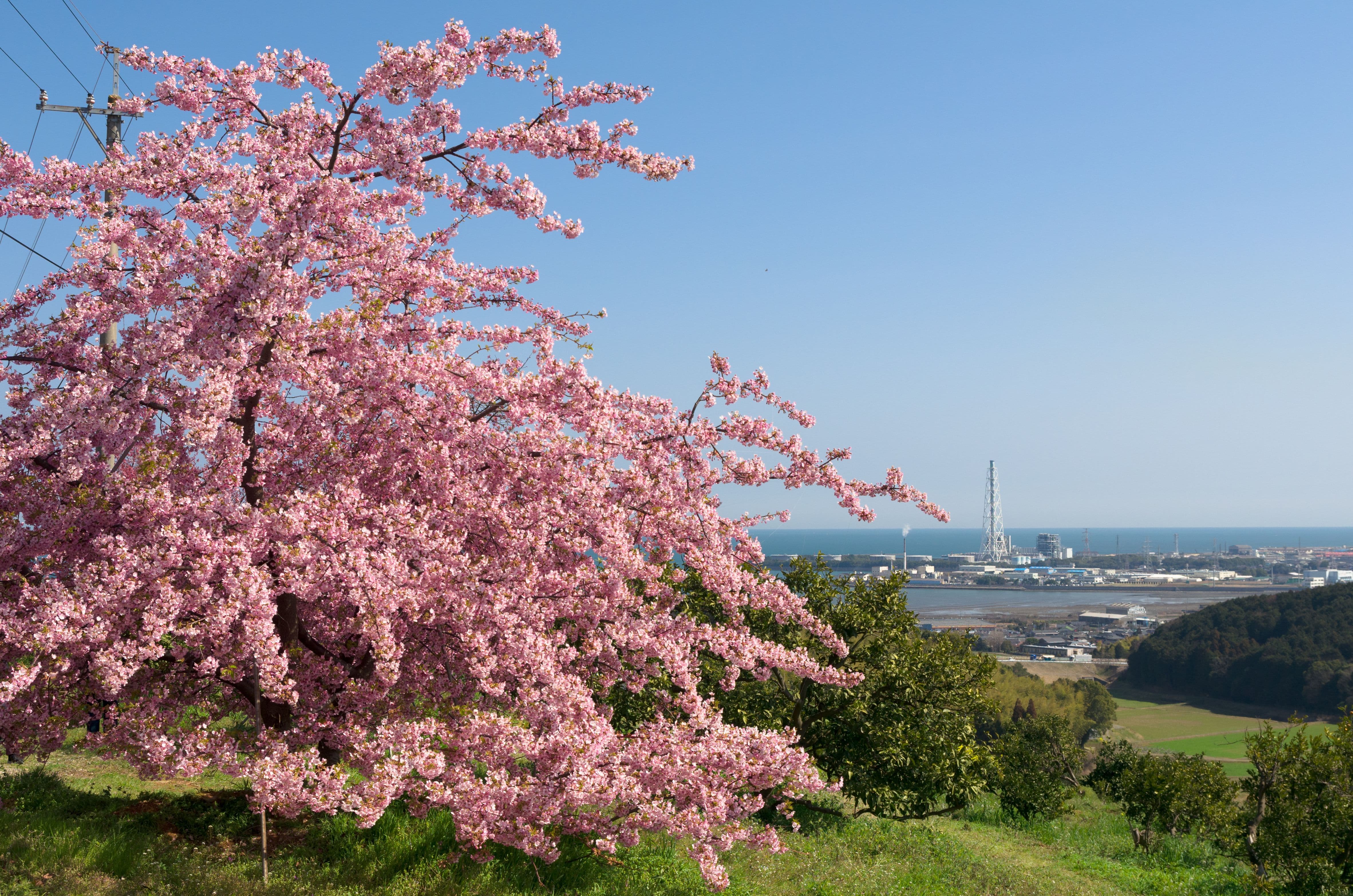 Cherry Blossoms | View The Most Famous And Beautiful Flowers