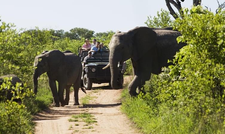 Embark on a Jungle Safari Adventure