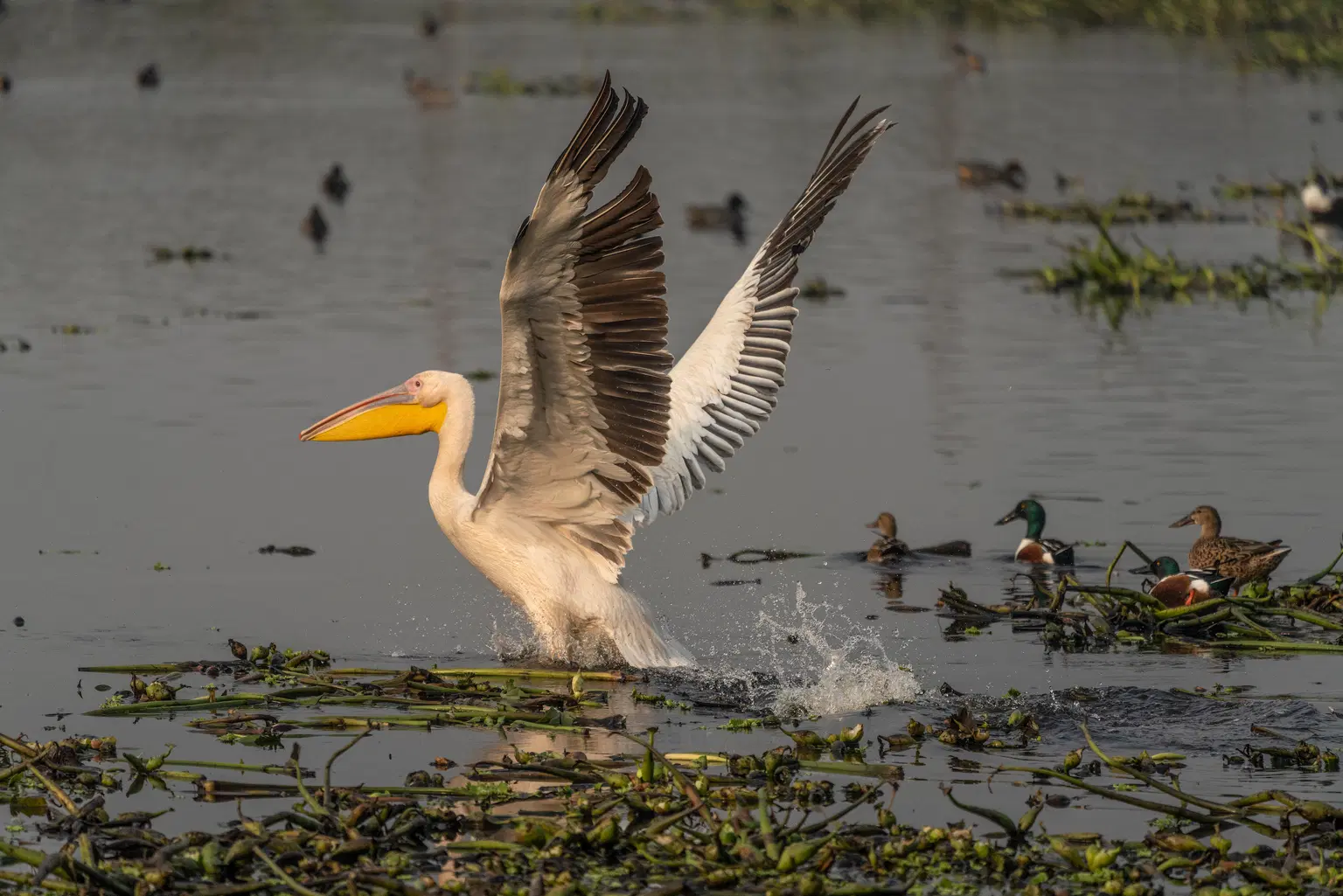 Okhla Bird Sanctuary