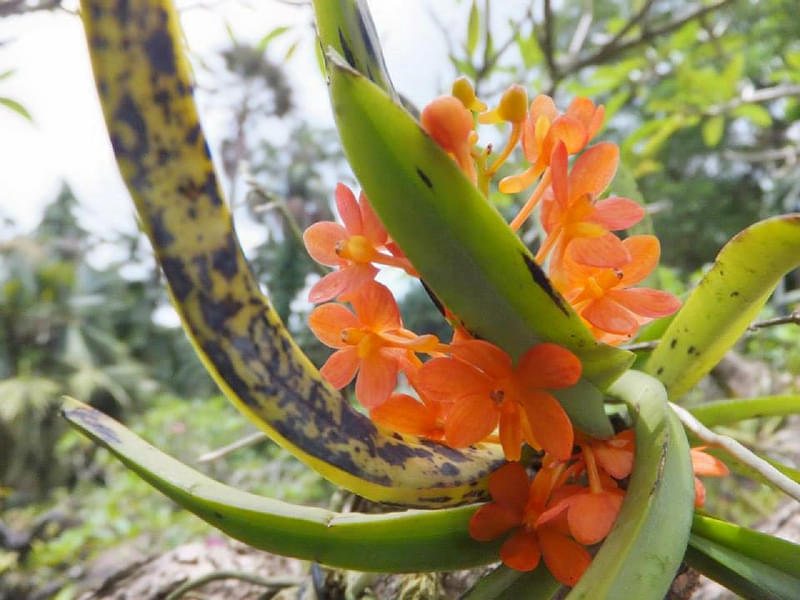Get to see 2000 species and 1000 hybrids in National Orchid Garden