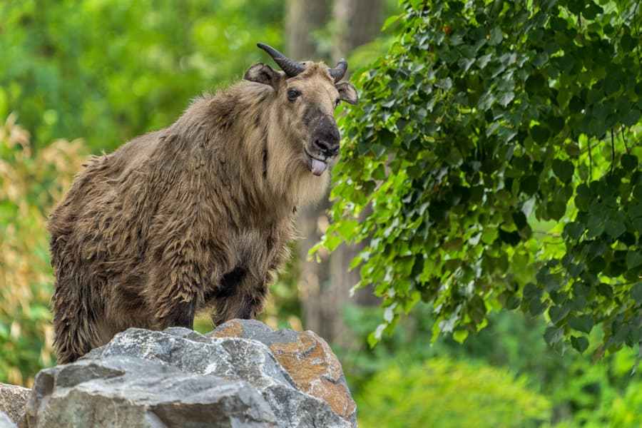 Vacation in Bhutan | FREE Excursion to Taktsang Image
