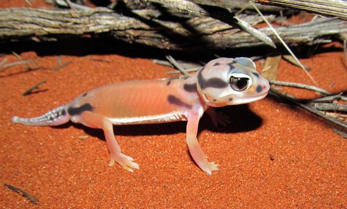 Rough Knob-Tailed Geckos