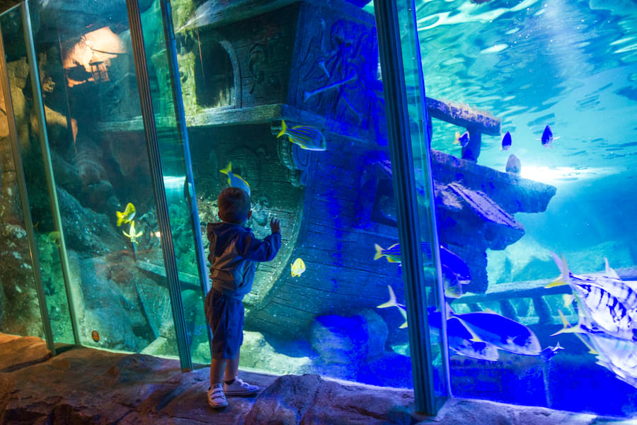 Get immersed into the vibrant marine life through the vast aquarium