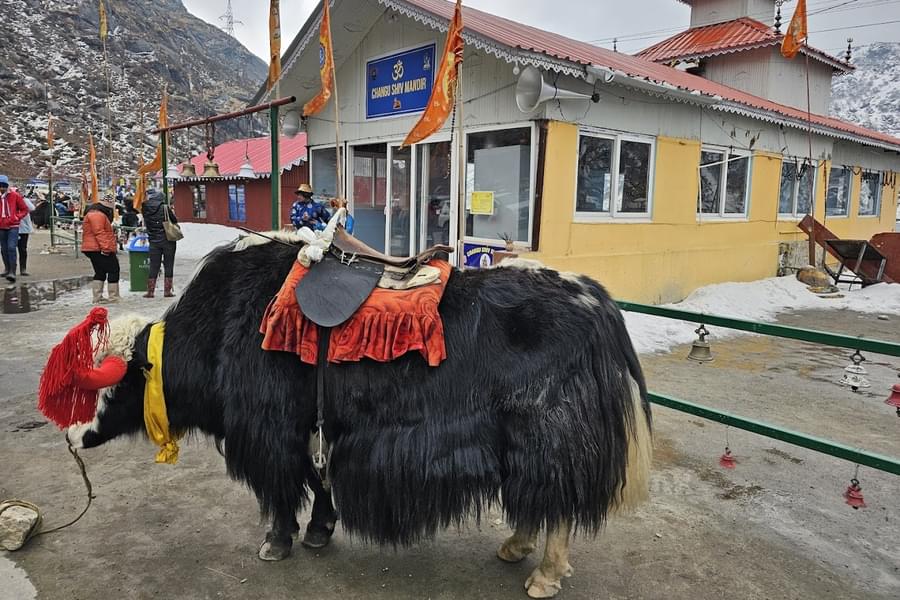 Tsongmo Lake & Baba Mandir Day Tour From Gangtok Image