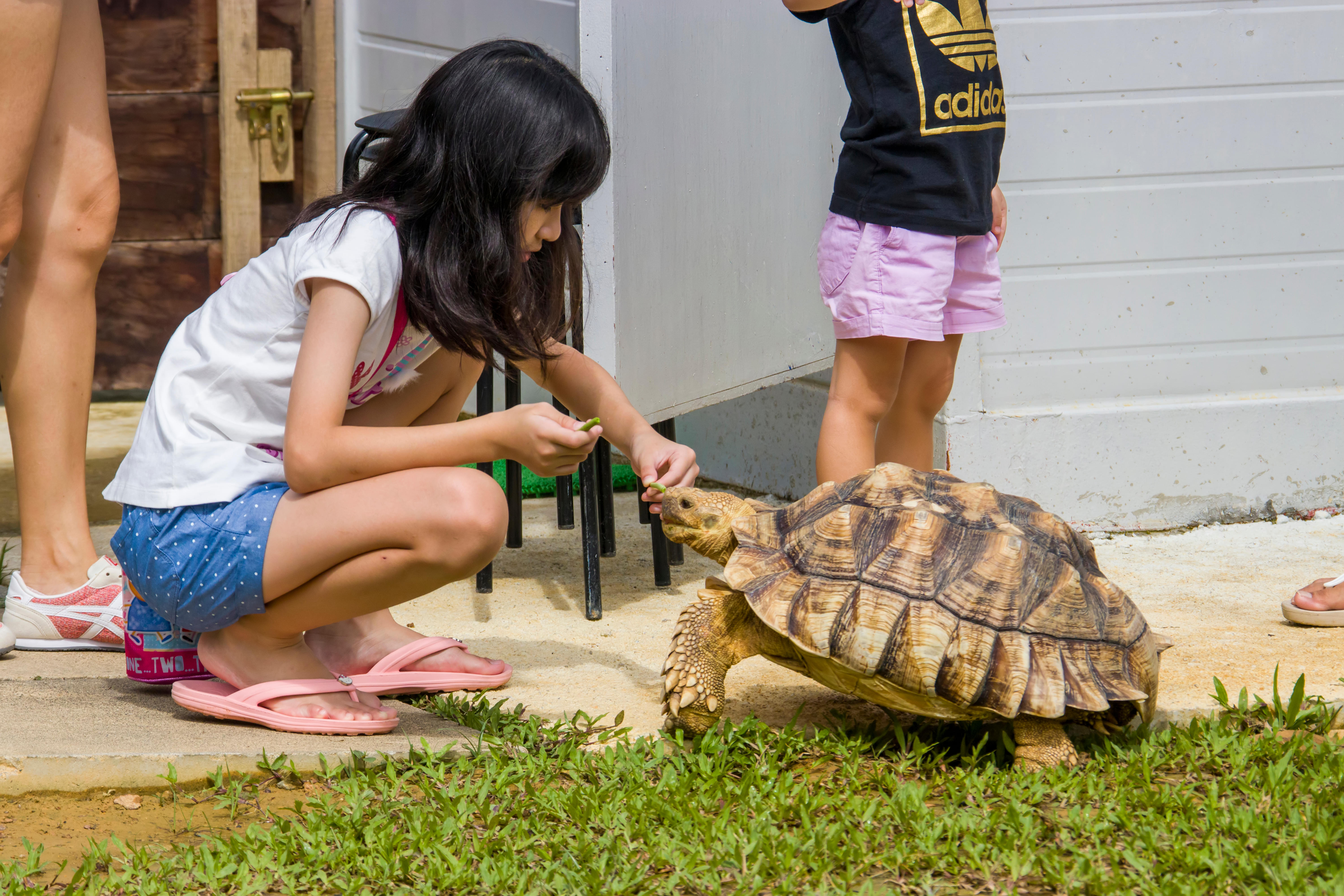 Meet and feed tortoises from around the world
