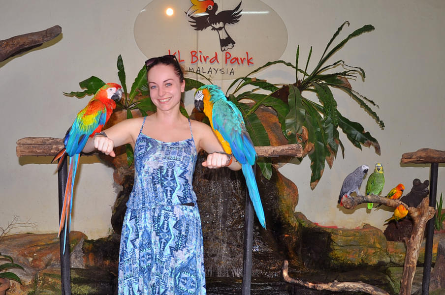 Interact with exotic parrots and experience petting them