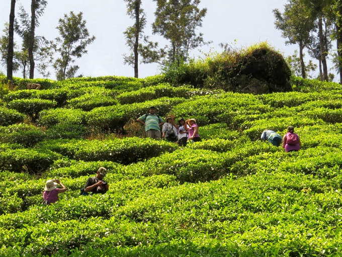 Chikmagalur Coffee Estate Tour