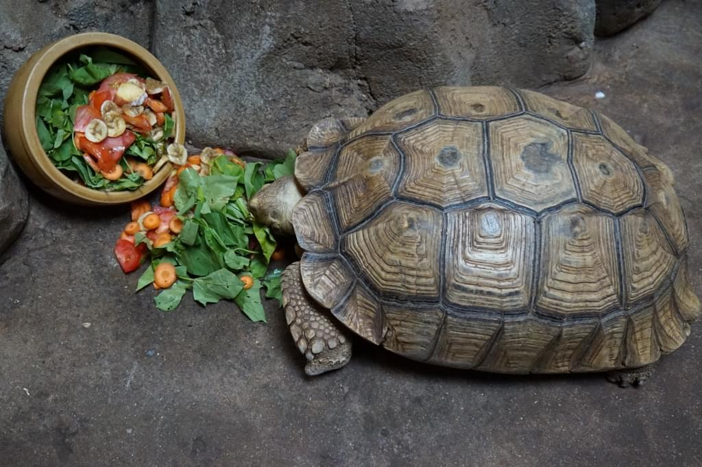 Tortoise in its habitat