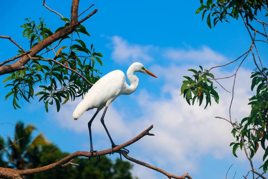 Poovar Boating with Bird Watching Image
