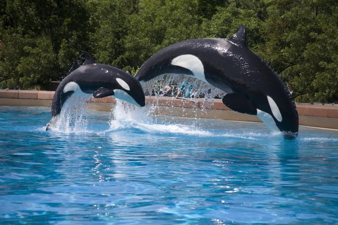 Aquarium of Niagara