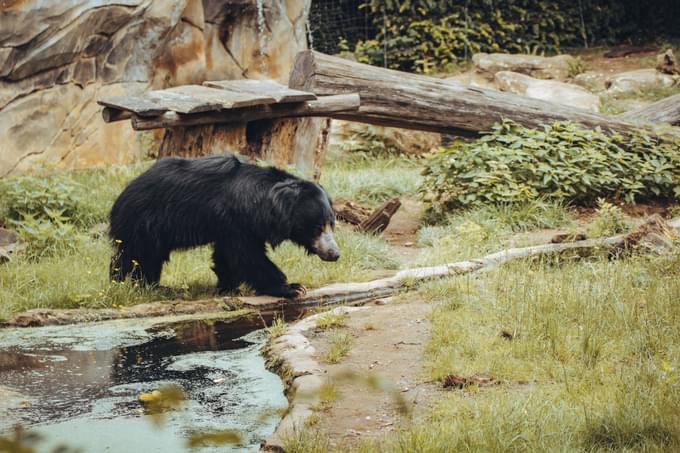 Sloth bear Philadelphia in Zoo