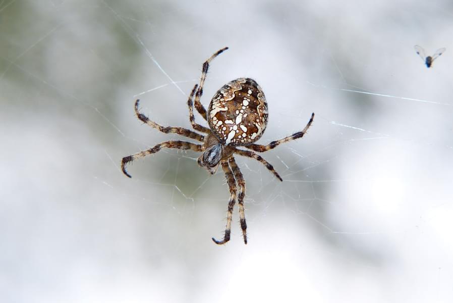Spiders in Featherdale Wildlife Park