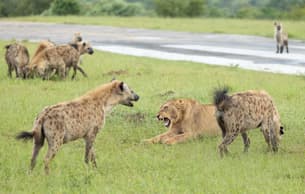 Naglo2ho15gzbdwlh8pfc776dfdj hyneas gallery