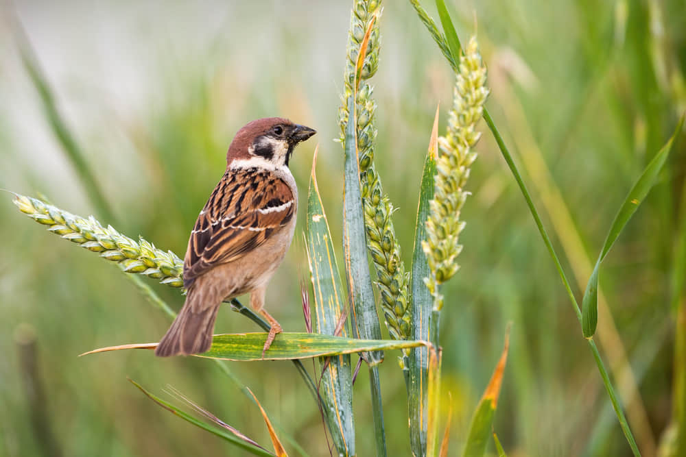 Bird and Animal Watching