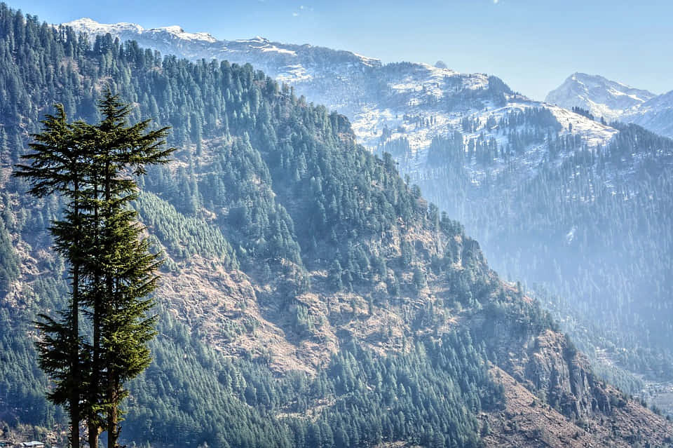 Black Forest Safari Experience in Manali