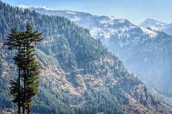 Black Forest Safari in Manali