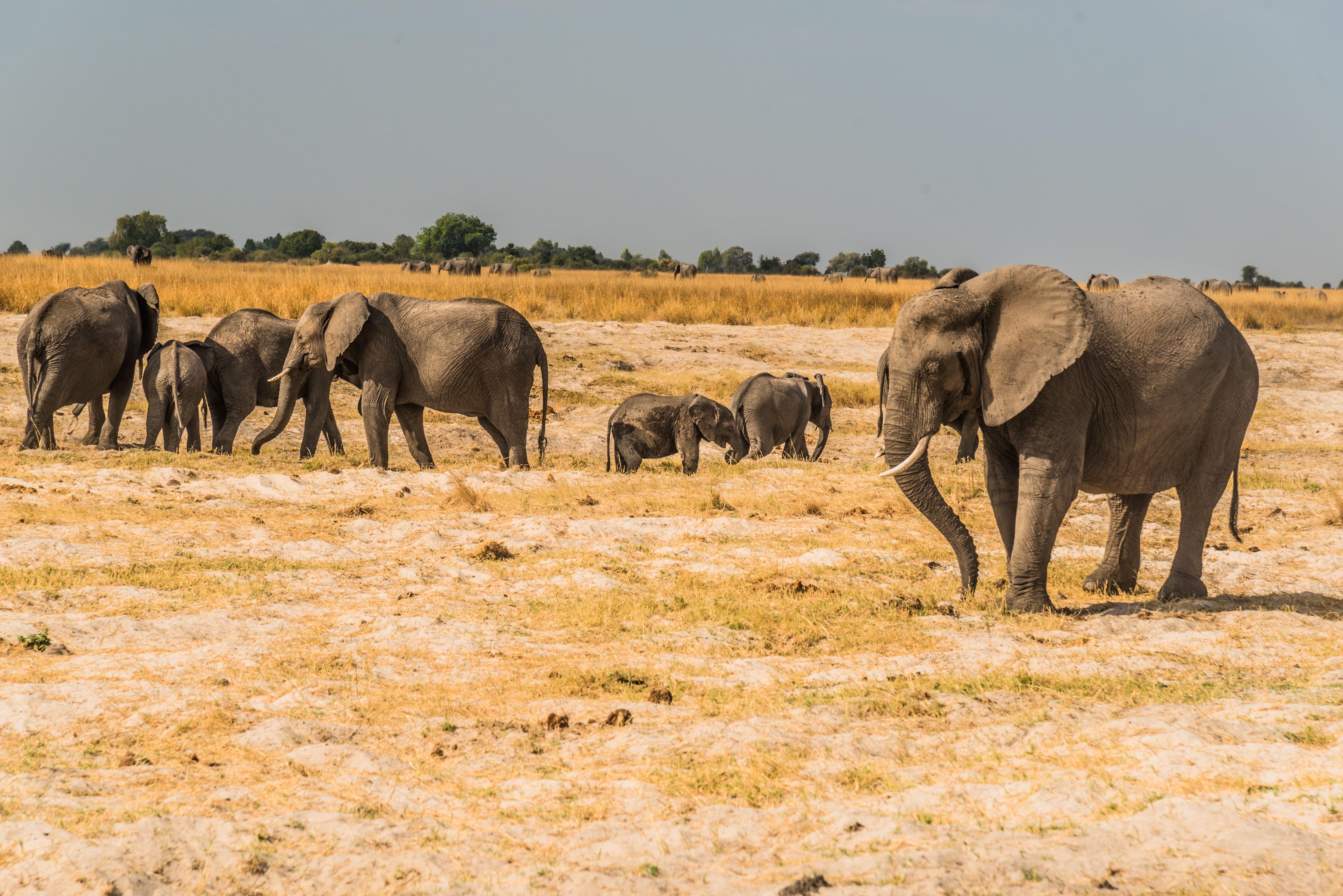 chobe national park