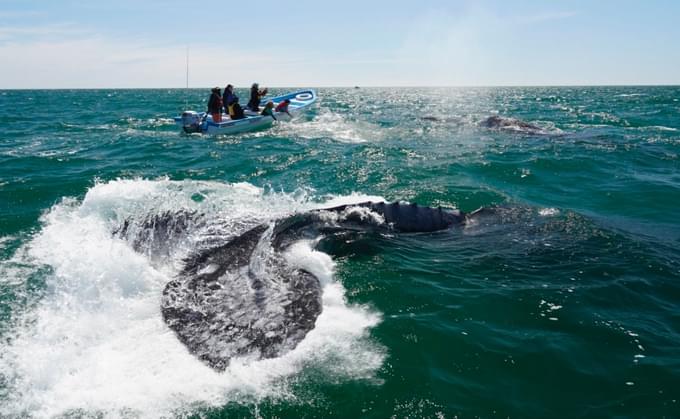 Whale at Mexico