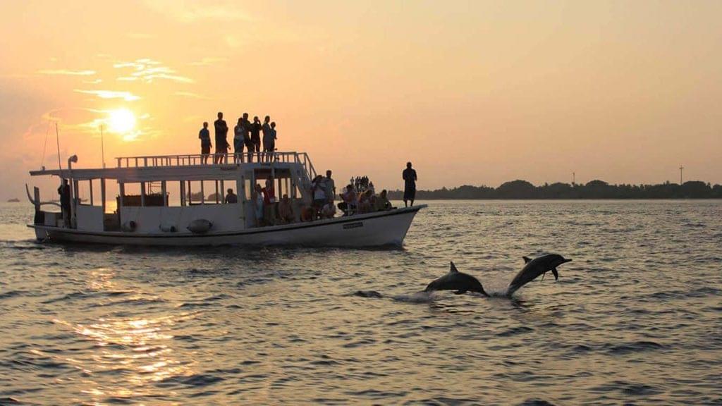Candolim Beach Dolphin Tour Image