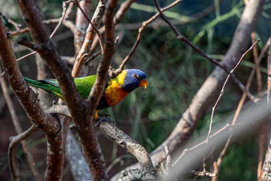 Explore the aviary to see a wide range of colorful birds