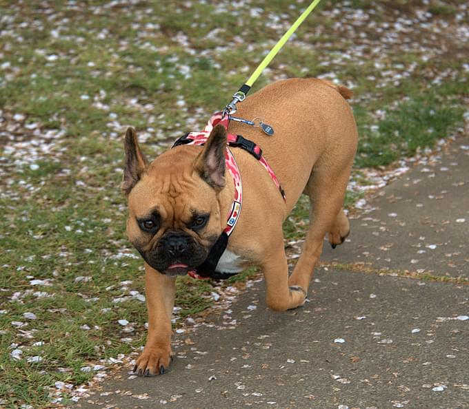 Dog with Leash