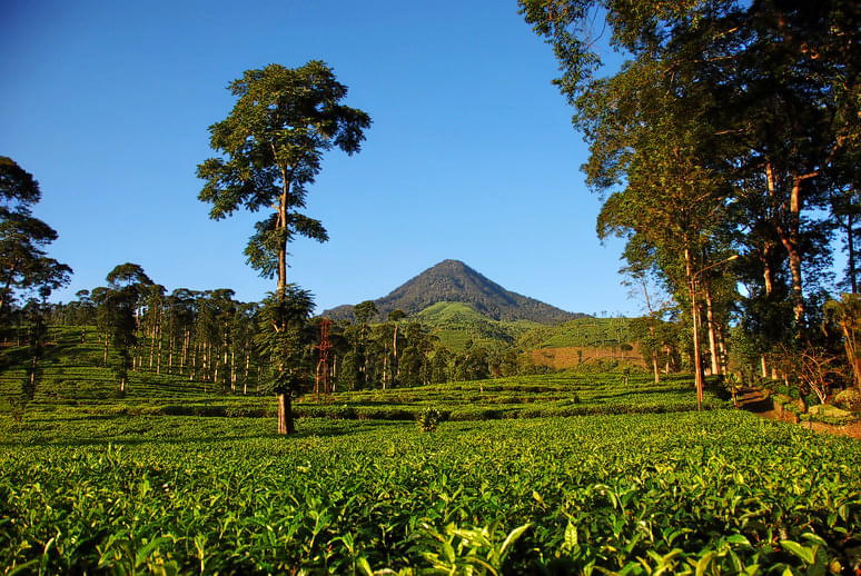 Tea Plantation Walk In Chikamagalur  Image