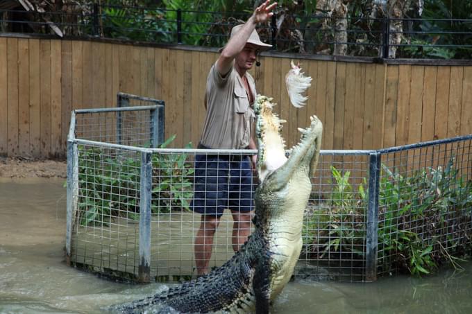 Activities In Hartleys Crocodile Adventures