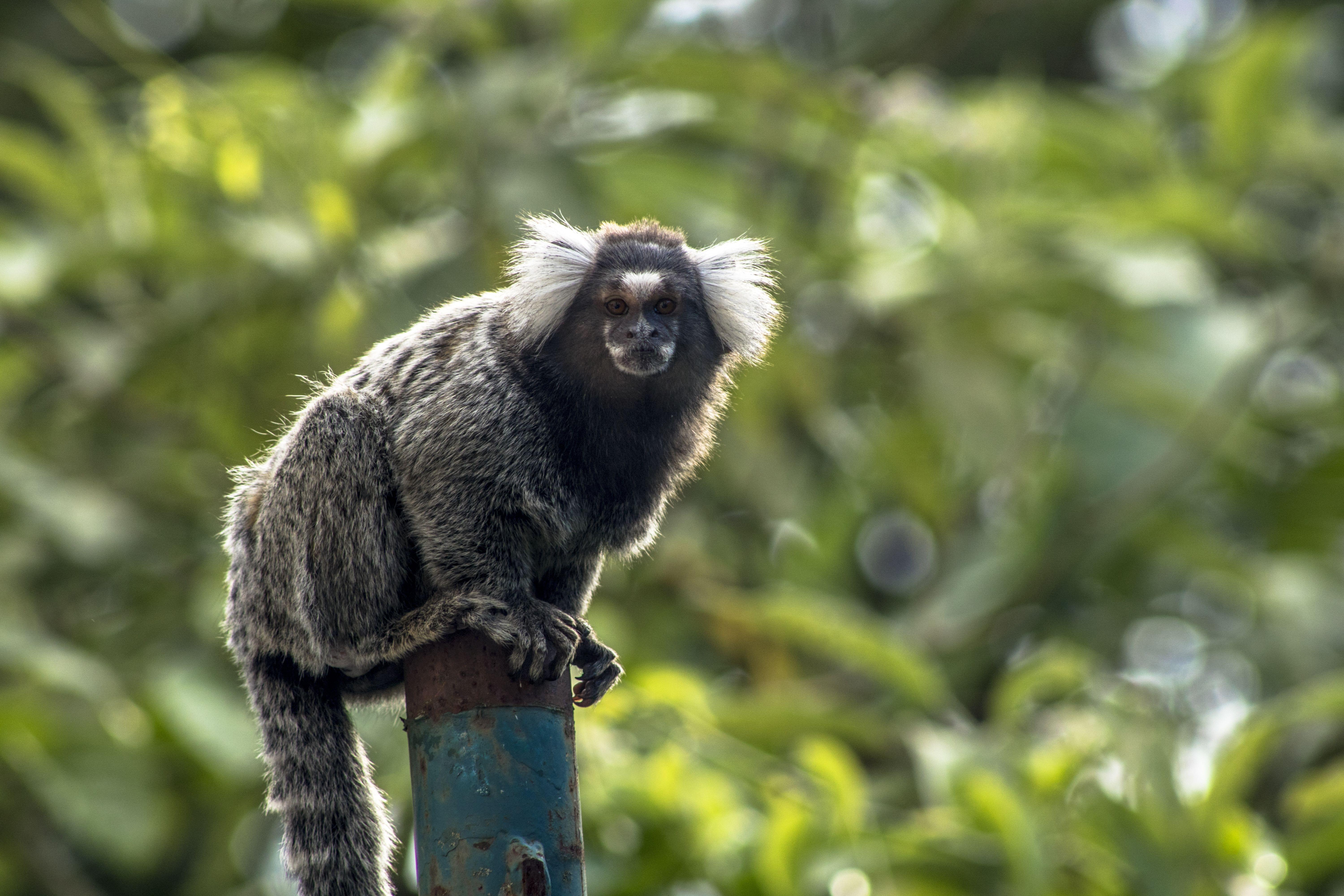 Small Monkey in  Sao Paulo Zoo