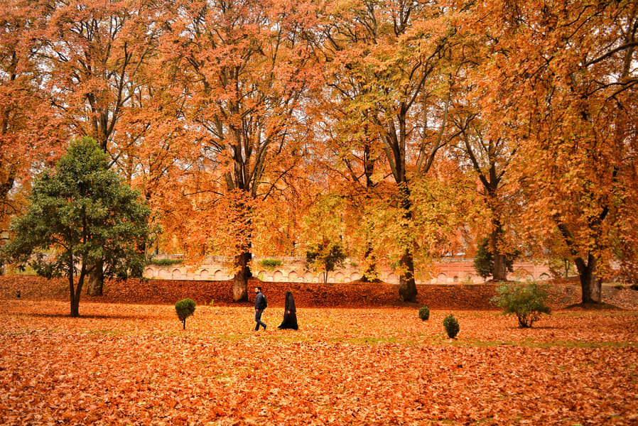 Kashmir Couple Special Image
