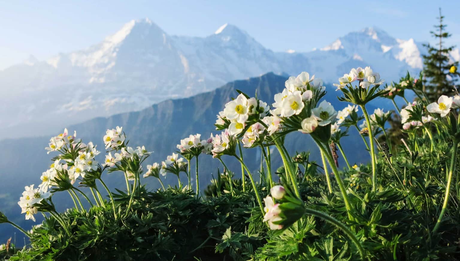 Visit Gundlischwand’s Alpine Gardens