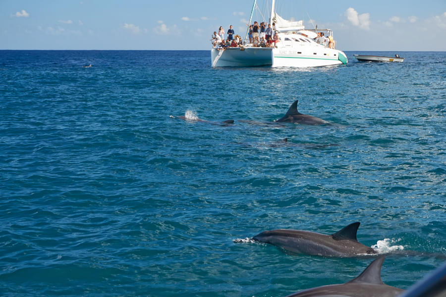 Port Stephens Dolphin And Dune Tour Image