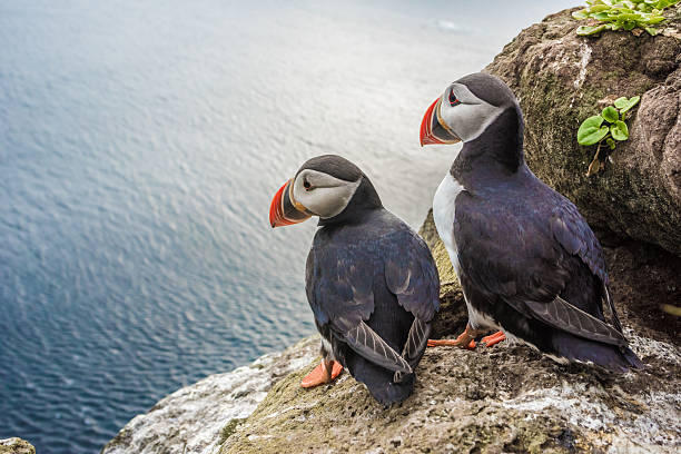 Puffin Tour in Reykjavik