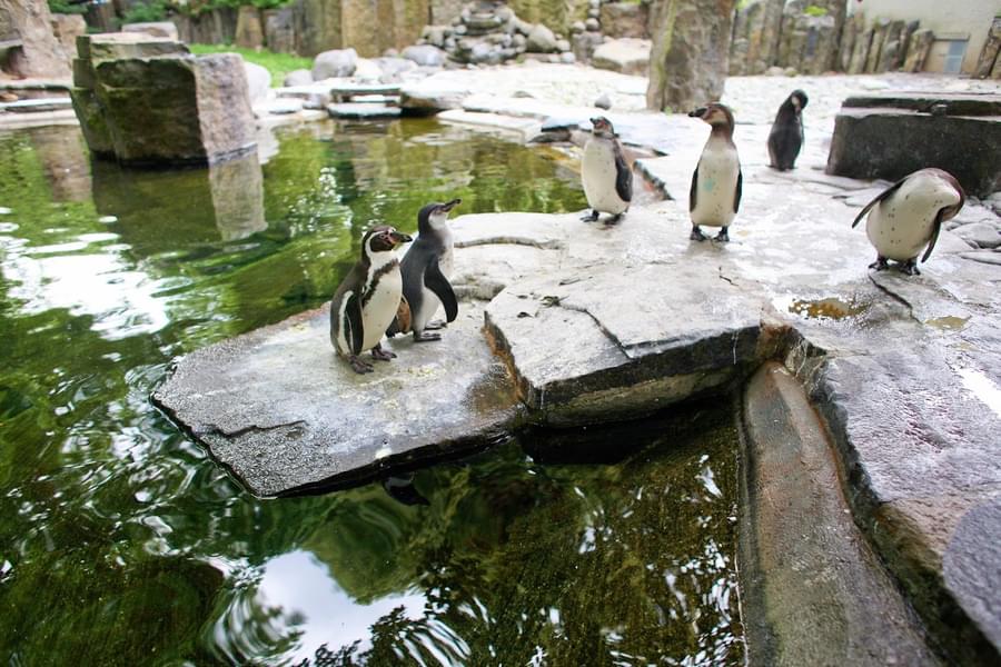 Marvel at cute penguins in the Pavilion of Penguins zone