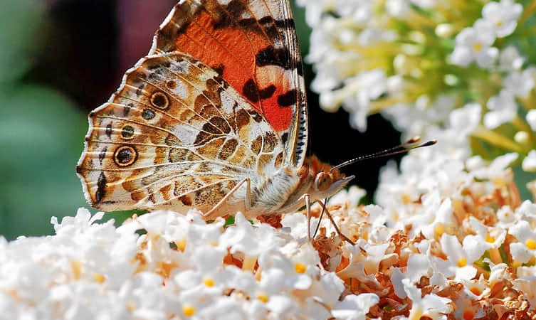 Elvis Butterfly Garden, <em>Thane</em>