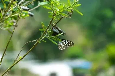 Nedumkayam