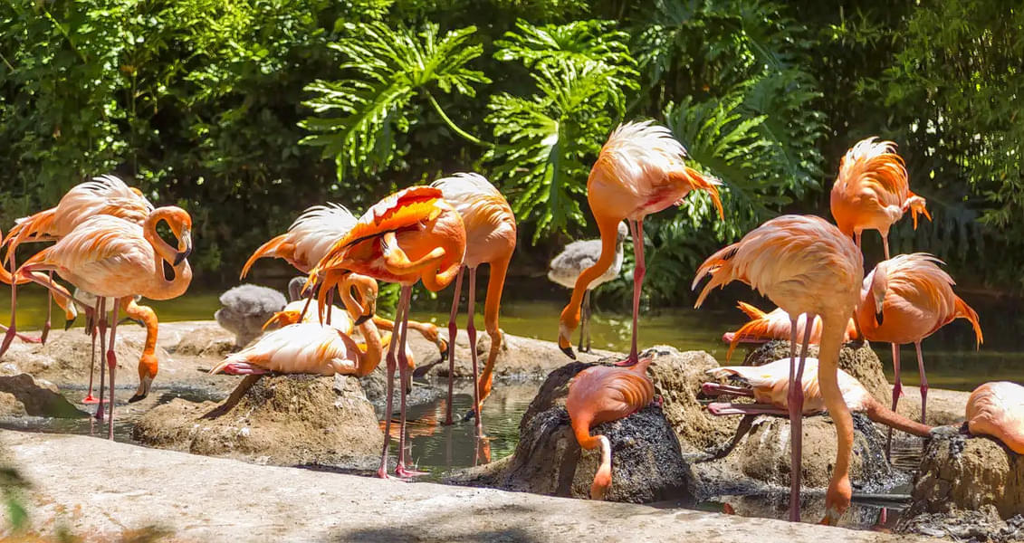 A herd of American Flamingos can be seen at the Barcelona zoo