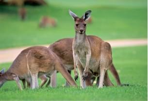 Nh5p8s5t3qj1s7equldui9tznijv 1