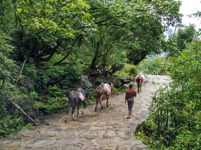 Valley of Flowers Trek Day 2