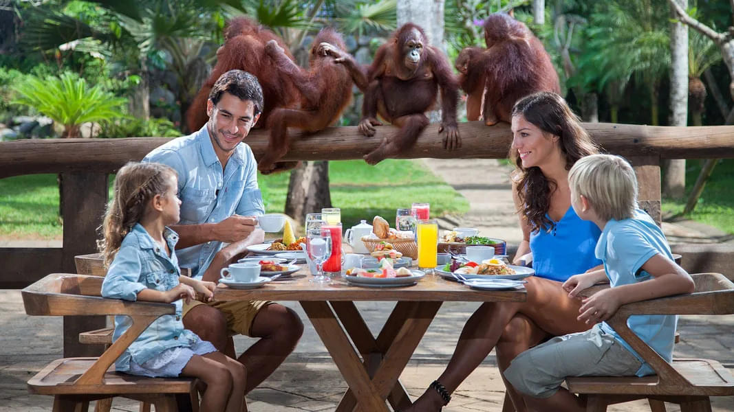 Breakfast with the Orangutans: