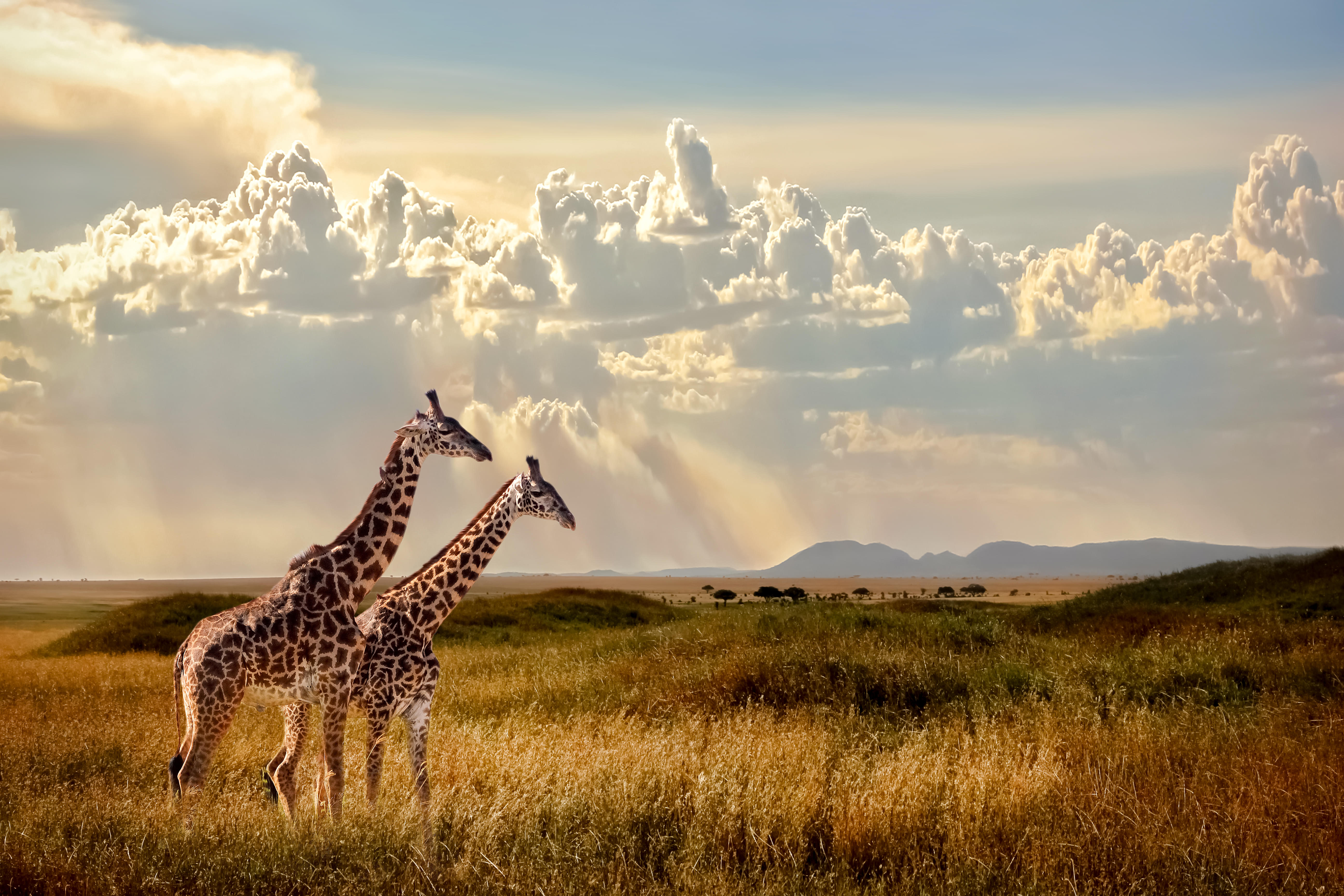 South Africa Tour Packages | Upto 50% Off May Mega SALE