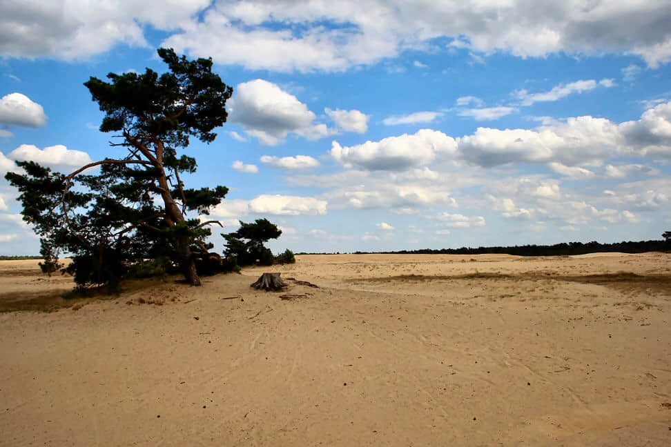 De Hoge Veluwe National Park, <em>Netherlands</em>