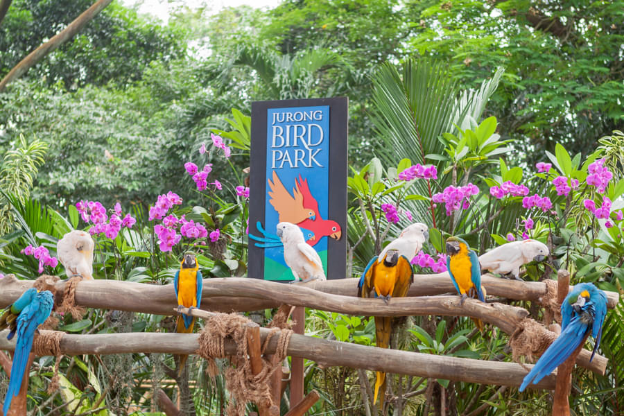 Bird Paradise & Singapore Night Safari Combo Image