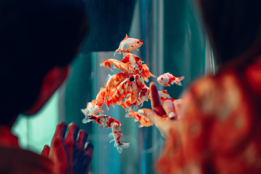 Aquarium de Paris Admission Tickets Image