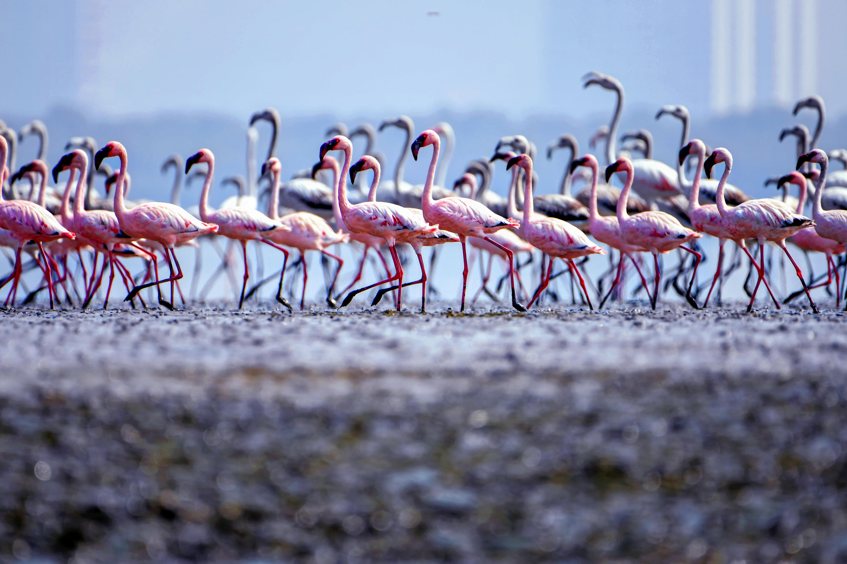 Thane Creek Flamingo Sanctuary Overview