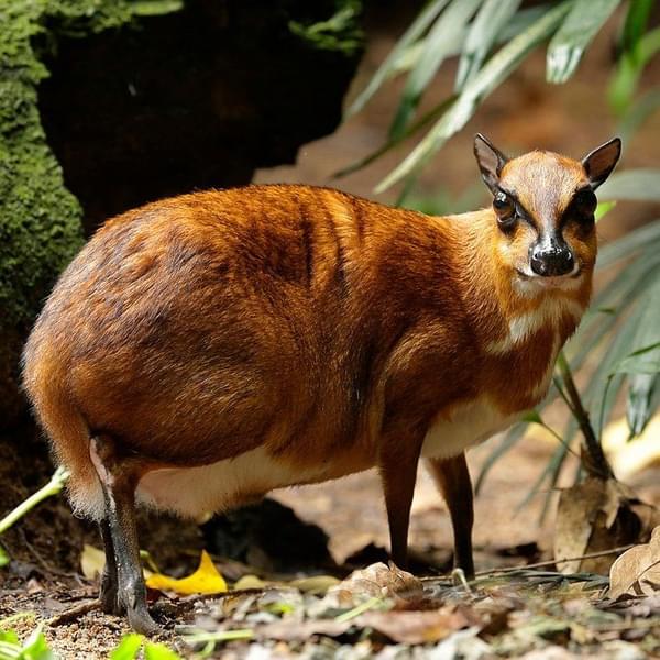 Greater_Mousdeer_1x1.jpg