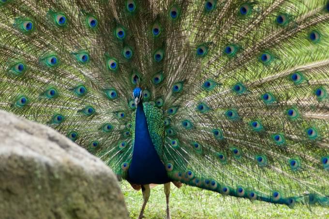 Peacock in Zoologico Guadalajara
