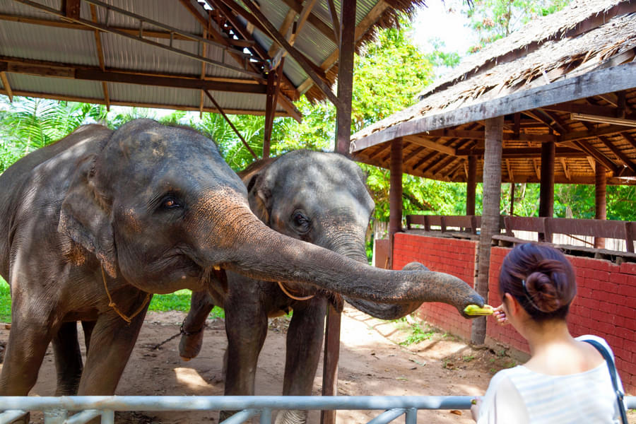 Elephant Park Koh Samui Image